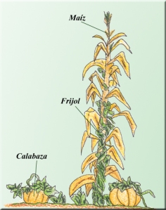 El maíz no es el único cultivo de la milpa, se encuentran muchas otras combinaciones de plantas según las condiciones locales.