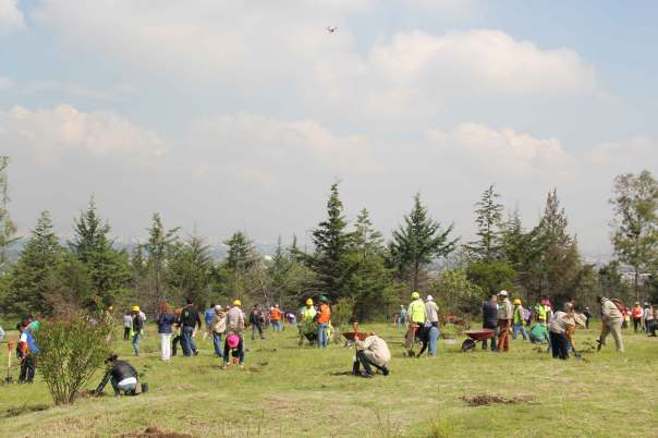 Jornada de reforestación en el Huizachtépetl.